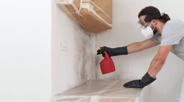 Professional Black Mold Removal technician working in Wheaton, MD