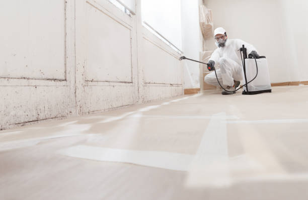 24/7 Emergency Black Mold Removal experts in Wheaton, MD
