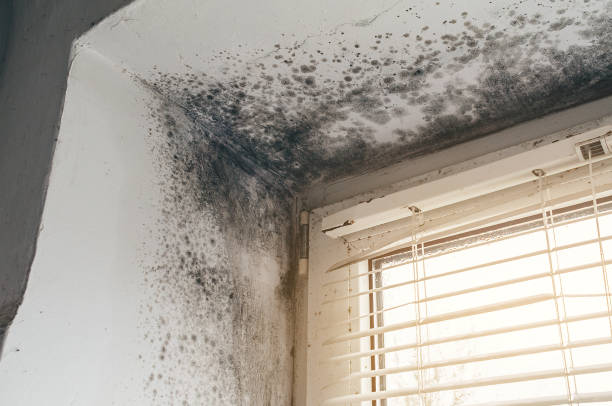 Trusted Black Mold Removal service in Wheaton, MD - Cheap Mold Removal